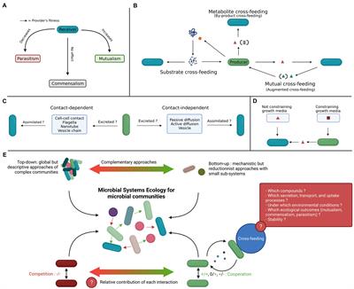 Microbial <mark class="highlighted">Systems Ecology</mark> to Understand Cross-Feeding in Microbiomes